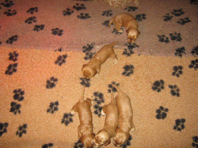 Dragongrdens Kennel